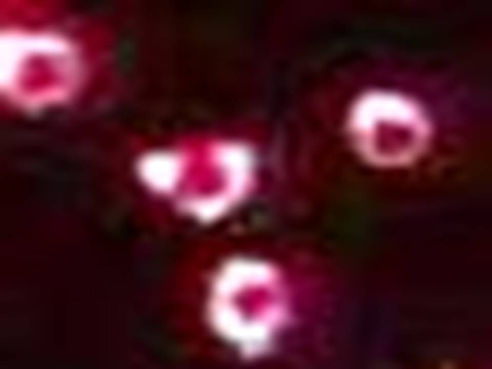 Stained Biotinylated_fl3